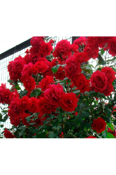 Куст розы Red Drop в цветнике